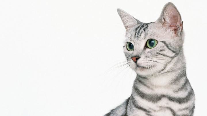 Big Eye Cat Watching Something